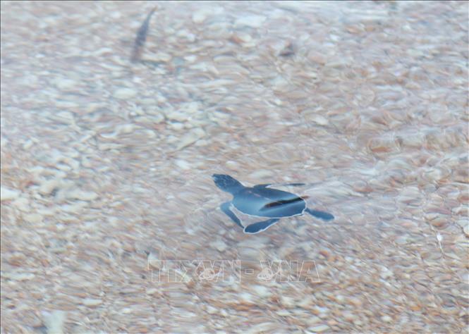Trong ảnh: Rùa con sau khi nở được thả trở về biển tại Vườn Quốc gia Núi Chúa (Ninh Thuận). Ảnh: Nguyễn Thành – TTXVN