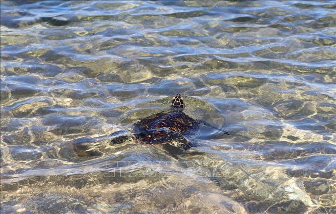 Trong ảnh: Cá thể rùa biển trưởng thành được thả về biển tại Vườn Quốc gia Núi Chúa (Ninh Thuận). Ảnh: Nguyễn Thành – TTXVN