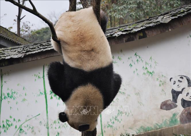 Trong ảnh: Một chú Gấu trúc biểu diễn tiết mục trồng cây chuối trong sự hò reo thích thú của khán. Ảnh: Vĩnh Hà – Phóng viên TTXVN tại Trung Quốc
