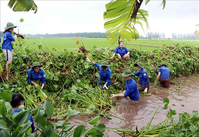 Trong ảnh: Đoàn viên, thanh niên tỉnh Hưng Yên tham gia vớt bèo khơi thông dòng chảy tại xã Vĩnh Xá, huyện Kim Động. Ảnh: Phạm Kiên - TTXVN