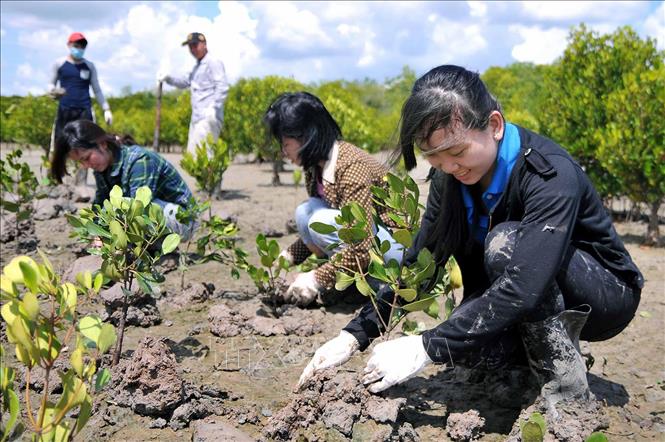 Trong ảnh: Đoàn viên thanh niên tình nguyện Khối công nhân lao động TP. Hồ Chí Minh tham gia trồng rừng tại khu vực rừng phòng hộ Cần Giờ. Ảnh: An Hiếu - TTXVN