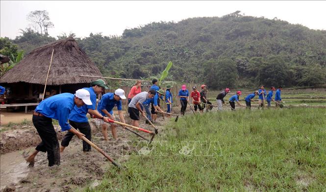 Trong ảnh: Thanh niên tình nguyện tỉnh Quảng Nam khai hoang ruộng trồng lúa nước cho người dân. Ảnh: Đỗ Trưởng - TTXVN