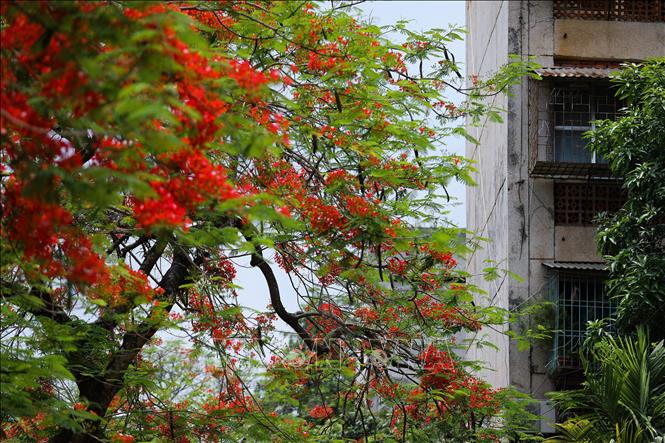 Hoa phượng đỏ rực bên những ngôi nhà của khu chuyên gia cũ. Ảnh: Trọng Đạt-TTXVN