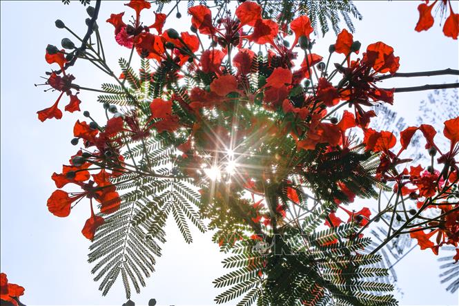 Hoa phượng vĩ đỏ rực trong cái nắng gắt đầu Hè. Ảnh: Trọng Đạt-TTXVN