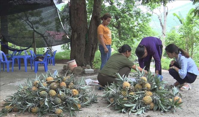 [26/06/2018 15:40:40] Trong ảnh: Dứa chín được người dân xã Đại Đình bày bán dọc đường đi. Ảnh: Nguyễn Thảo - TTXVN