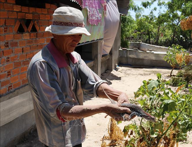 Trong ảnh: Người dân Ninh Thuận thu hoạch dông thịt. Ảnh: Nguyễn Thành - TTXVN