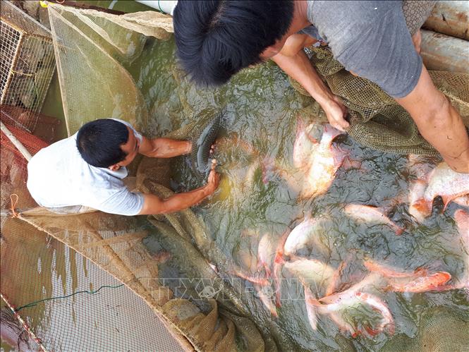 Trong ảnh: Phát triển thủy sản cho thấy tính hiệu quả kinh tế cao, góp phần xóa đói giảm nghèo, nâng cao đời sống của nhiều hộ nuôi ở huyện Đăk Hà, tỉnh Kon Tum. Ảnh: Quang Thái- TTXVN