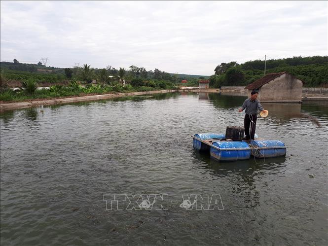 Trong ảnh: Những ao cá được đầu tư bài bản của ông Hoàng Danh Chuyền mang lại hiệu quả kinh tế cao. Ảnh: Quang Thái- TTXVN