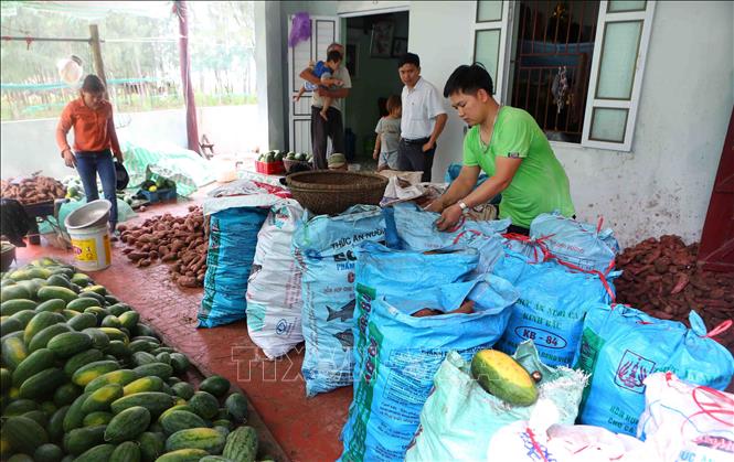 Trong ảnh: Các gia đình trồng cây ăn quả trên bờ biển Quảng Nham thu hoạch khoai và dưa hấu bị ngập úng. Ảnh: Thành Đạt – TTXVN