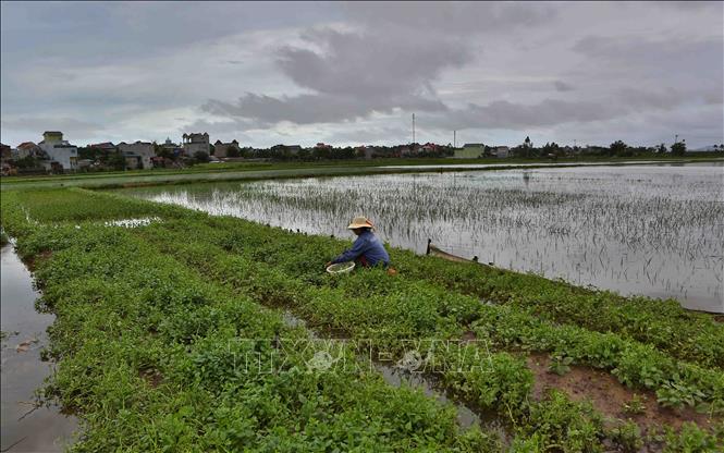 Trong ảnh: Diện tích hoa màu bị ngập úng ảnh hưởng rất lớn tới cuộc sống của người dân tại xã Quảng Nham . Ảnh: Thành Đạt – TTXVN