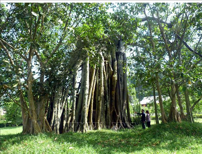 Trong ảnh: Cây đa Tân Trào, nơi Đại tướng Võ Nguyên Giáp tổ chức lễ xuất quân tiến về giải phóng Thủ đô Hà Nội. Ảnh: Quang Đán – TTXVN
