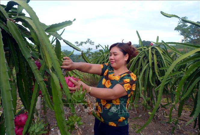 Trong ảnh: Trồng thanh long đã giúp gia đình chị Hoàng Thị Phong ở thôn Bòng vươn lên thoát nghèo và làm giàu trên quê hương cách mạng. Ảnh Quang Đán – TTXVN