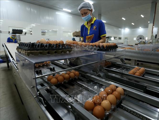 Trong ảnh: Dây chuyền đóng gói sản phẩm trứng gà tại nhà máy. Ảnh: Vũ Sinh - TTXVN