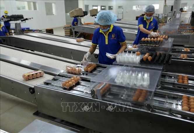 Trong ảnh: Dây chuyền đóng gói sản phẩm trứng gà tại nhà máy. Ảnh: Vũ Sinh - TTXVN