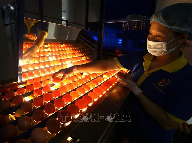 Trong ảnh: Công nhân kiểm tra chất lượng sản phẩm trứng gà trong ca bin chiếu tia UV diệt khuẩn tại nhà máy. Ảnh: Vũ Sinh - TTXVN