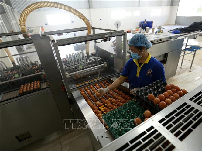 Trong ảnh: Công nhân kiểm tra chất lượng sản phẩm trứng gà trước khi đưa vào chiếu tia UV diệt khuẩn tại nhà máy. Ảnh: Vũ Sinh - TTXVN
