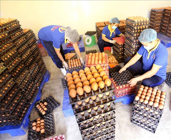 Trong ảnh: Công nhân kiểm tra chất lượng sản phẩm trứng gà trước khi đưa vào dây chuyền xử lý, đóng gói sản phẩm tại nhà máy. Ảnh: Vũ Sinh - TTXVN