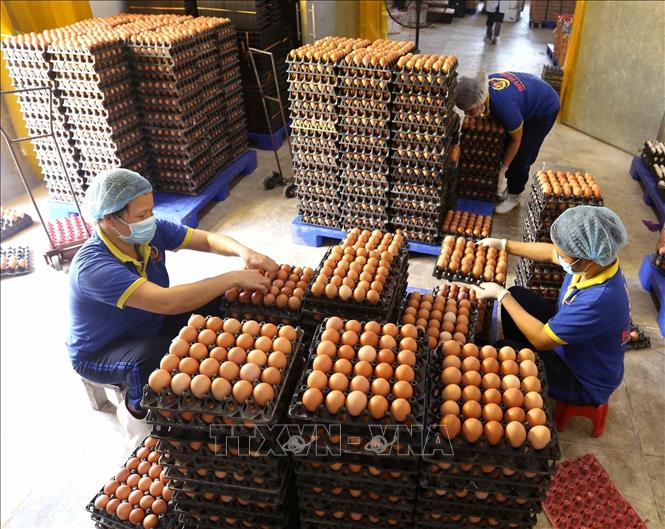 Trong ảnh: Công nhân kiểm tra chất lượng sản phẩm trứng gà trước khi đưa vào dây chuyền xử lý, đóng gói sản phẩm tại nhà máy. Ảnh: Vũ Sinh - TTXVN