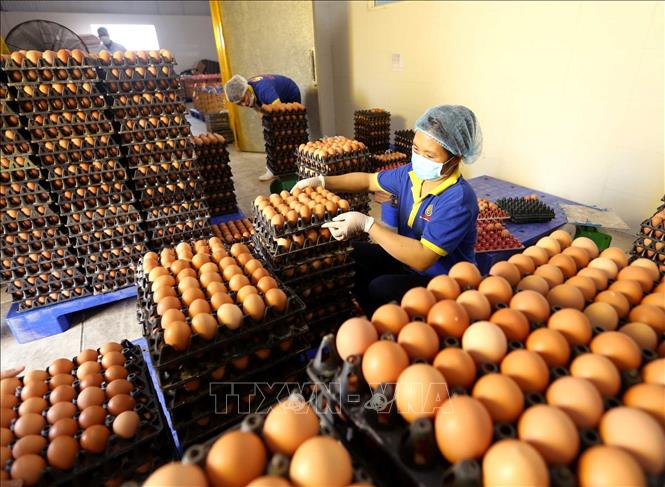 Trong ảnh: Công nhân kiểm tra chất lượng sản phẩm trứng gà trước khi đưa vào dây chuyền xử lý, đóng gói sản phẩm tại nhà máy. Ảnh: Vũ Sinh - TTXVN