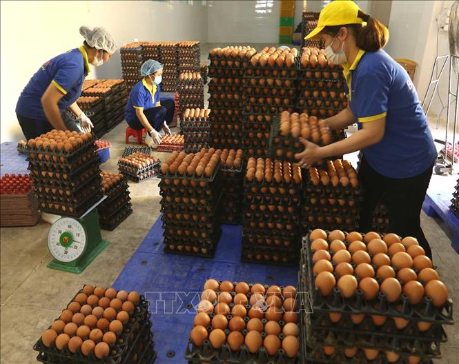 Trong ảnh: Công nhân kiểm tra chất lượng sản phẩm trứng gà trước khi đưa vào dây chuyền xử lý, đóng gói sản phẩm tại nhà máy. Ảnh: Vũ Sinh - TTXVN