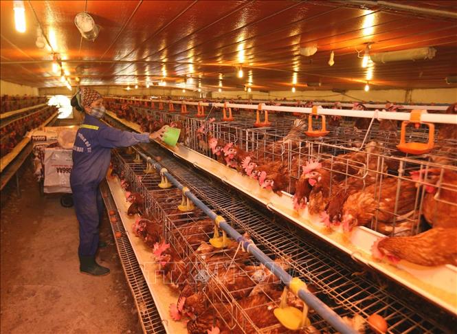 Trong ảnh: Chăm sóc đàn gà tại trang trại. Ảnh: Vũ Sinh - TTXVN