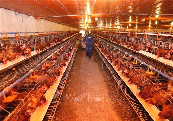 Trong ảnh: Chăm sóc đàn gà tại trang trại. Ảnh: Vũ Sinh - TTXVN