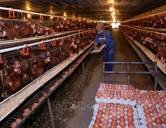 Trong ảnh: Thu hoạch trứng gà tại trang trại. Ảnh: Vũ Sinh - TTXVN