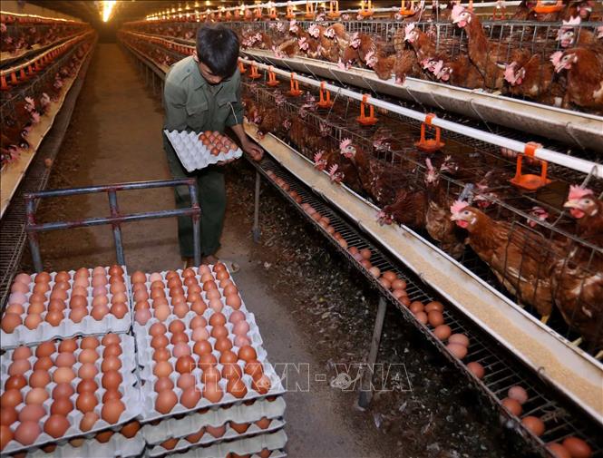 Trong ảnh: Thu hoạch trứng gà tại trang trại. Ảnh: Vũ Sinh - TTXVN