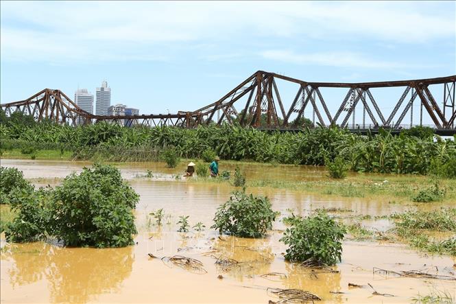 Trong ảnh: Hoa màu của người dân tại khu vực bãi giữa sông Hồng bị ngập nước (ảnh chụp 22/7/2018). Ảnh: Minh Quyết - TTXVN