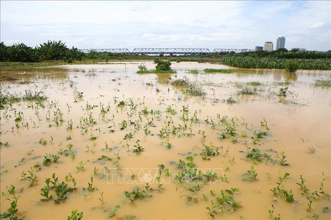 Trong ảnh: Hoa màu của người dân tại khu vực bãi giữa sông Hồng bị ngập nước (ảnh chụp 22/7/2018). Ảnh: Minh Quyết - TTXVN