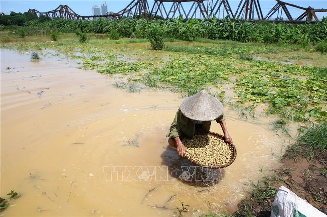 Trong ảnh: Người dân thu hoạch hoa màu, khi nước sông dân cao tràn vào ruộng tại khu vực bãi giữa sông Hồng (ảnh chụp 22/7/2018). Ảnh: Minh Quyết – TTXVN