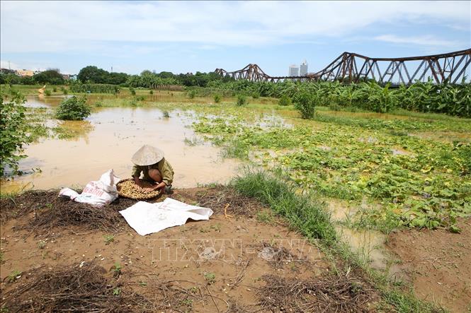 Trong ảnh: Người dân thu hoạch hoa màu, khi nước sông dân cao tràn vào ruộng tại khu vực bãi giữa sông Hồng (ảnh chụp 22/7/2018). Ảnh: Minh Quyết – TTXVN