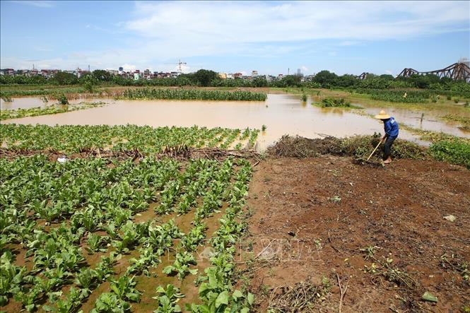 Trong ảnh: Người dân thu hoạch hoa màu, khi nước sông dân cao tràn vào ruộng tại khu vực bãi giữa sông Hồng (ảnh chụp 22/7/2018). Ảnh: Minh Quyết – TTXVN