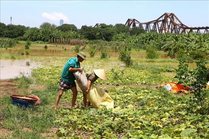 Trong ảnh: Người dân thu hoạch lạc, khi nước sông dân cao tràn vào ruộng tại khu vực bãi giữa sông Hồng (ảnh chụp 22/7/2018). Ảnh: Minh Quyết – TTXVN