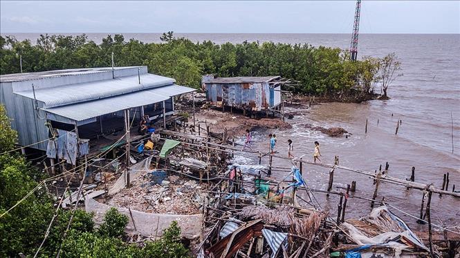 Trong ảnh: Những vạt rừng phòng hộ cuối cùng ở khu vực xã Đất Mũi, huyện Ngọc Hiển, tỉnh Cà Mau đang là điểm nương tựa duy nhất cho những hộ dân cuối cùng của ấp Kênh Đào Đông còn bám trụ giữ đất trước sóng biển. Ảnh: Trọng Đạt - TTXVN