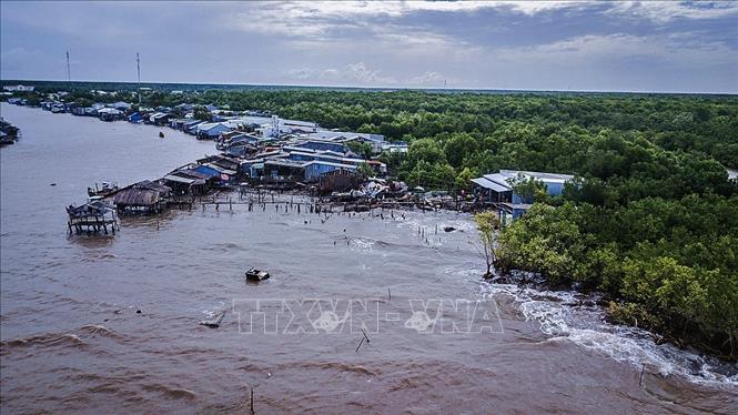 Trong ảnh: Những vạt rừng phòng hộ cuối cùng ở khu vực xã Đất Mũi, huyện Ngọc Hiển, tỉnh Cà Mau đang là điểm nương tựa duy nhất cho những hộ dân ở ấp Kênh Đào Đông trước sóng gió đến từ biển. Ảnh: Trọng Đạt - TTXVN