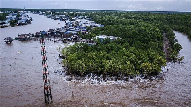 Trong ảnh: Những vạt rừng phòng hộ cuối cùng ở khu vực xã Đất Mũi, huyện Ngọc Hiển, tỉnh Cà Mau đang là điểm nương tựa duy nhất cho những hộ dân còn lại của ấp Kênh Đào Đông trước sóng gió đến từ biển. Ảnh: Trọng Đạt - TTXVN