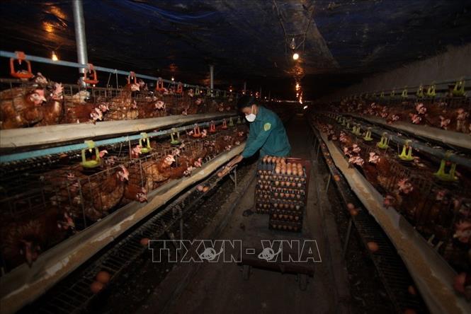 Trong ảnh: Trang trại của gia đình ông Khuất Văn Hiện, thôn Đồng Kho, xã Đồng Trúc, huyện Thạch Thất, nuôi 10.000 con gà đẻ trứng, mỗi năm thu lãi hơn 1 tỷ đồng, tạo việc làm cho 12 lao động. Ảnh: Vũ Sinh – TTXVN