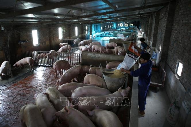 Trong ảnh: Trang trại nuôi lợn thịt Tiến Thành, xã Đại Áng, huyện Thanh Trì đầu tư chăn nuôi theo tiêu chí Nông thôn mới, mỗi năm đạt doanh thu hơn 10 tỷ đồng. Ảnh: Vũ Sinh – TTXVN