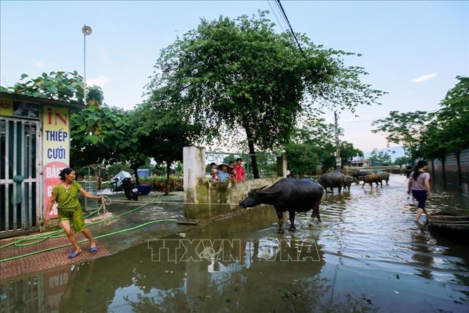 Trong ảnh: Nước rút chậm, môi trường ở vùng ngập lụt đang là một vấn đề báo động ảnh hưởng nghiêm trọng đến cuộc sống người dân. Ảnh: Trọng Đạt - TTXVN