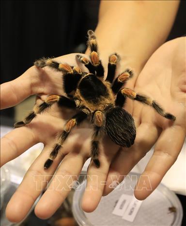 Trong ảnh: Khách thăm quan chiêm ngưỡng một loài nhện brachypelma hamorii tại triển lãm. Ảnh: THX/ TTXVN