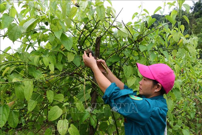 Trong ảnh: Chăm sóc cây sachi. Ảnh: Nhan Sinh - TTXVN