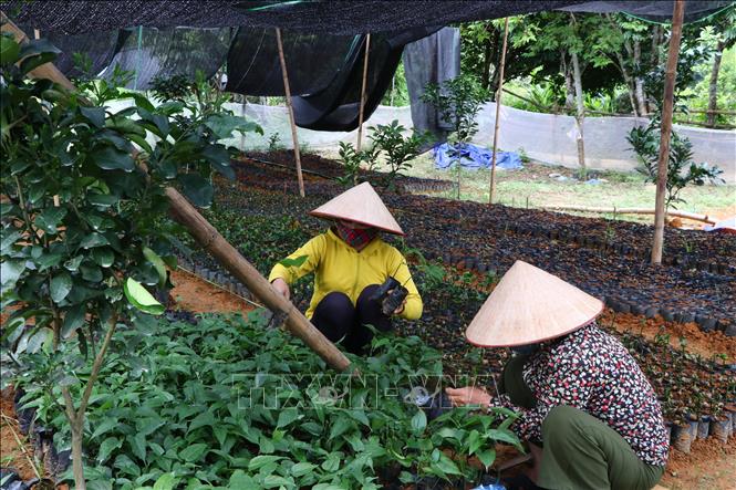 Trong ảnh: Vườn ươm cây giống sachi của Công ty Cổ phần Inca Việt Nam xuất bán 15.000 đồng/cây. Ảnh: Nhan Sinh - TTXVN