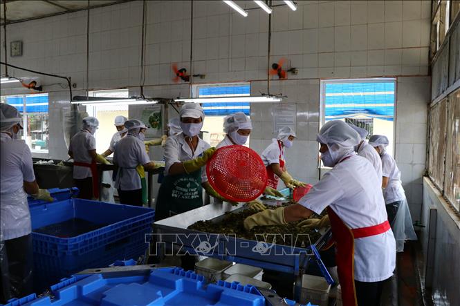Trong ảnh: Dây chuyền sản xuất tại Công ty TNHH Pacific. Ảnh: Nhan Sinh - TTXVN