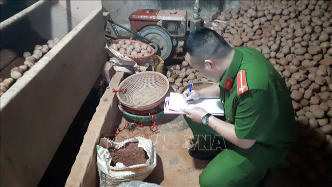 Trong ảnh: Công an thành phố Đà Lạt lập biên bản thu giữ số khoai tây đã được phủ đất. Ảnh: Đặng Tuấn - TTXVN
