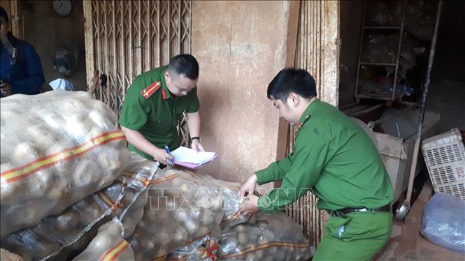 Trong ảnh: Công an thành phố Đà Lạt lập biên bản thu giữ số khoai tây đã được phủ đất. Ảnh: Đặng Tuấn - TTXVN
