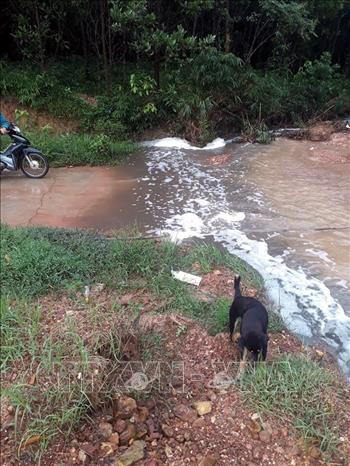 Trong ảnh: Nước thải chăn nuôi từ Công ty chảy thẳng ra đường giao thông và kênh mương gây ô nhiễm môi trường. Ảnh: Việt Hùng - TTXVN