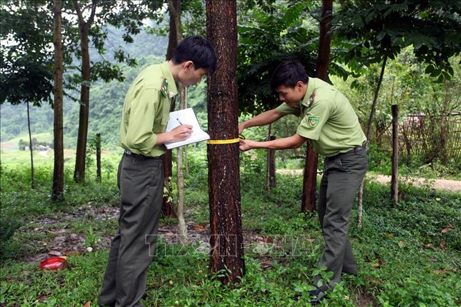Trong ảnh: Lực lượng Kiểm lâm Khu Bảo tồn thiên nhiên Kim Hỷ kiểm tra các cây gỗ trong rừng. Ảnh: Đức Hiếu - TTXVN