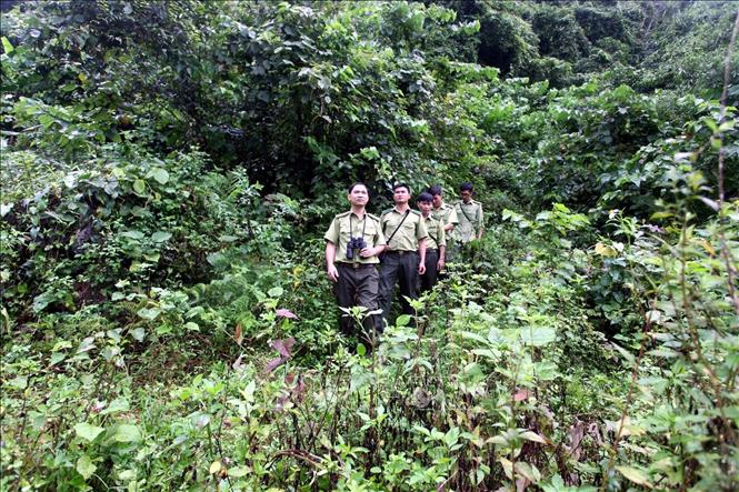 Trong ảnh: Lực lượng Kiểm lâm Khu Bảo tồn thiên nhiên Kim Hỷ đi tuần rừng. Ảnh: Đức Hiếu - TTXVN