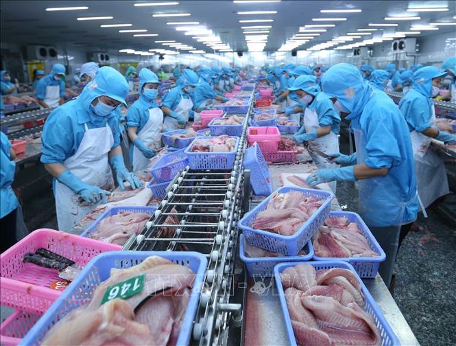 Trong ảnh: Dây chuyền chế biến cá tra xuất khẩu tại nhà máy của Công ty. Ảnh: Vũ Sinh - TTXVN